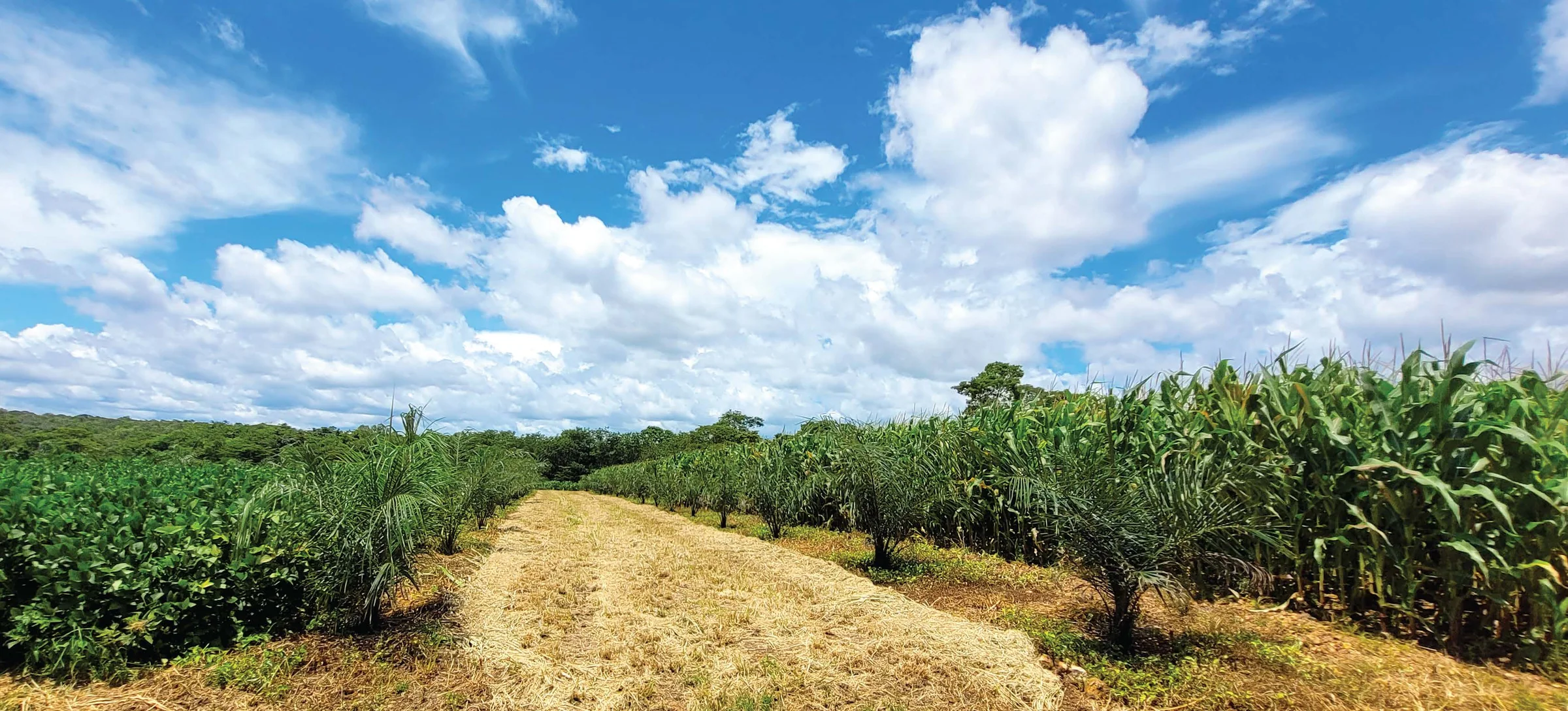 Macaúba and livestock integration