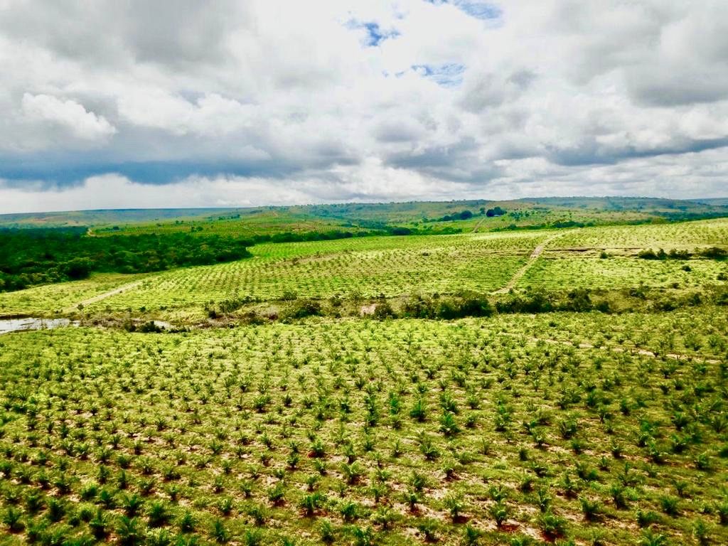 S.Oleum macaúba sapling production area