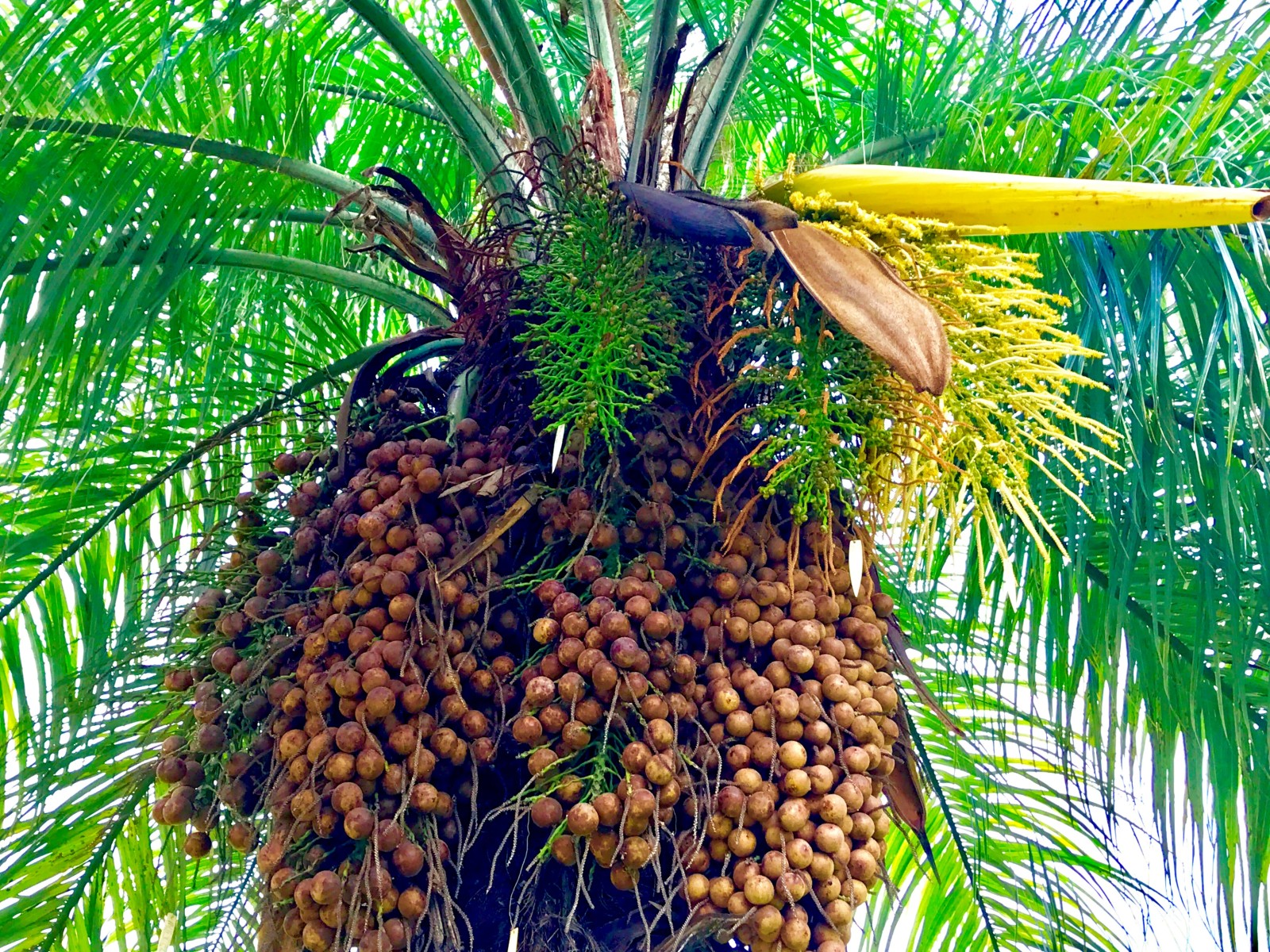 Macaúba fruit